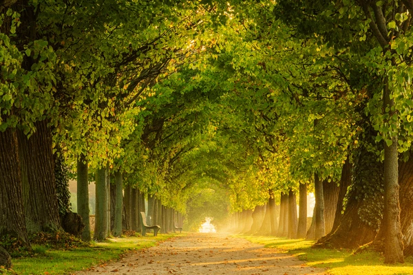 tunnellike-avenue-linden-trees-tree-600nw-1668803974